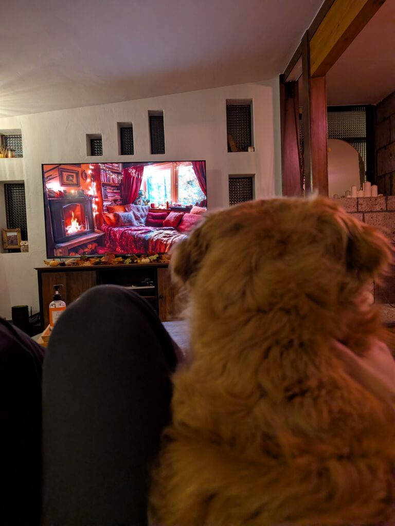 a dog watching TV